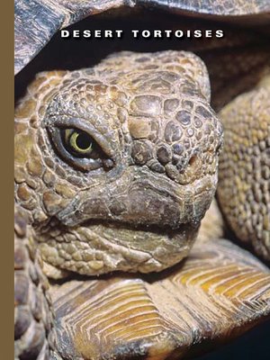 cover image of Desert Tortoises